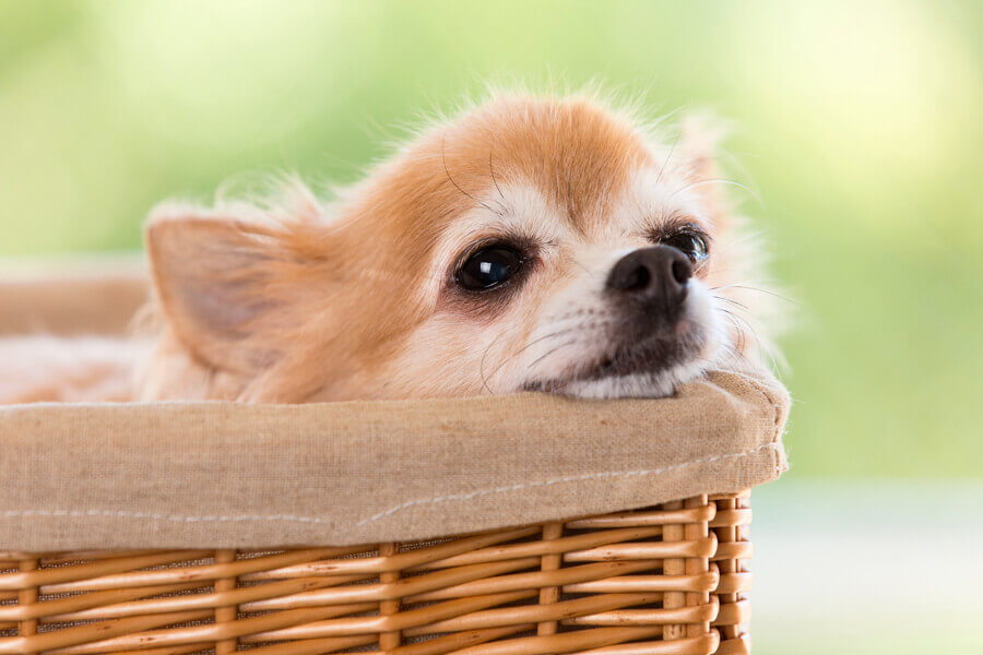 老犬がご飯を食べない時に考えられる原因は 対処法や食べさせ方について わんこラボ