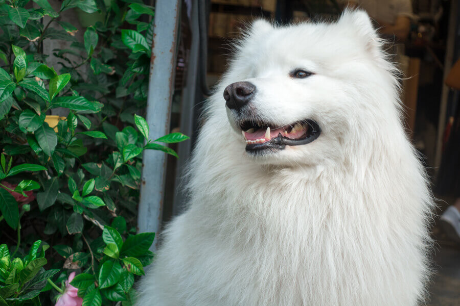 サモエドの大きさはどのくらい 犬種別の飼い方に関する基礎知識と注意点 わんこラボ