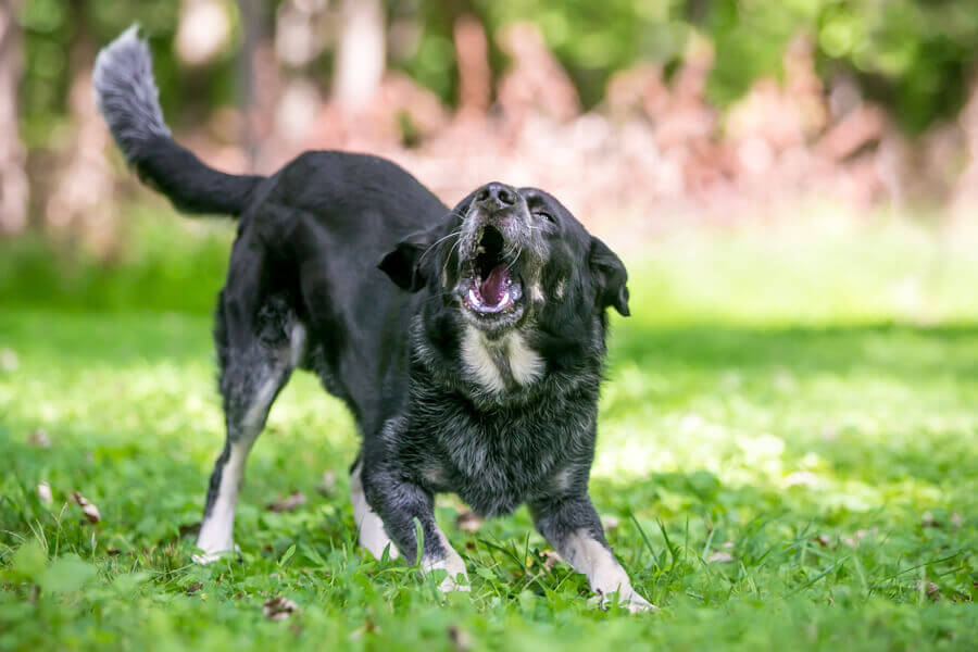 犬の鳴き声から分かる心理とは 愛犬の鳴き声をよく聴いてみよう わんこラボ