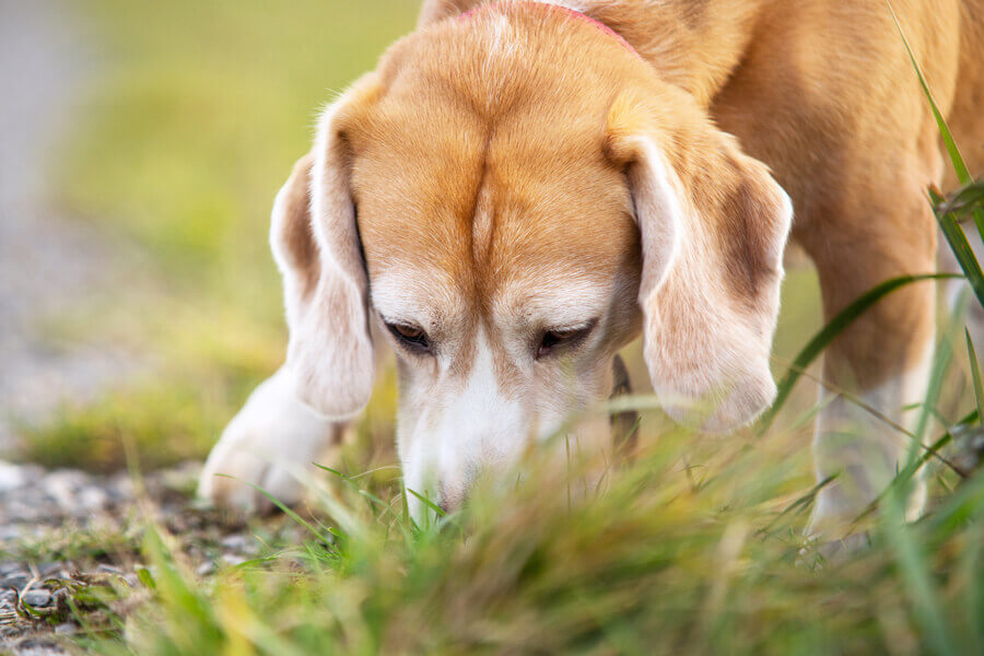 犬の鼻づまりの原因は歯周病 犬の鼻水 鼻づまりの考えられる原因や対処法について わんこラボ