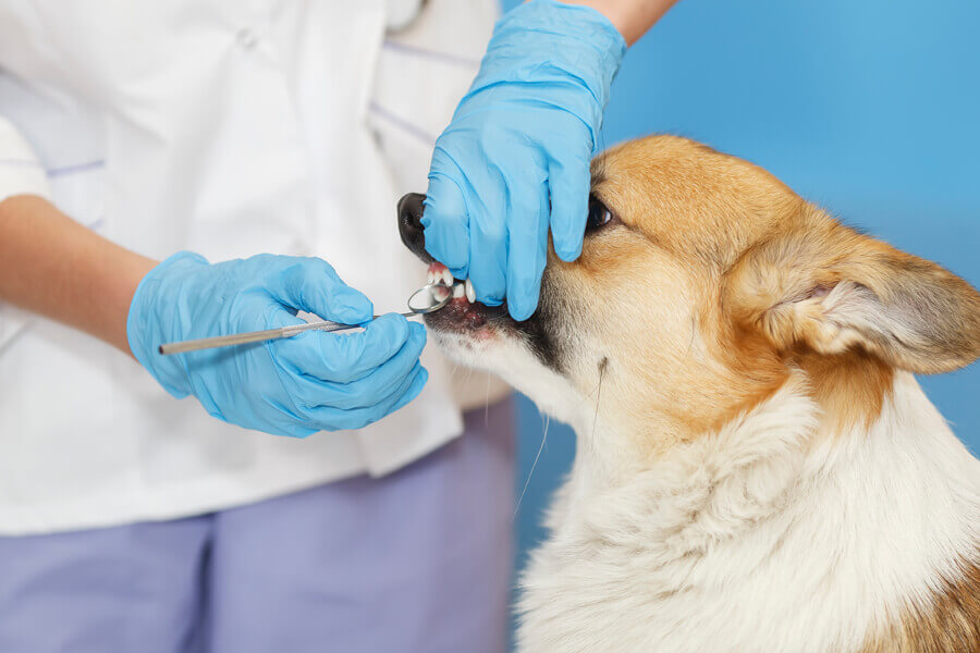 犬の鼻づまりの原因は歯周病 犬の鼻水 鼻づまりの考えられる原因や対処法について わんこラボ