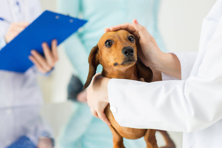 犬の鼻づまりの原因は歯周病 犬の鼻水 鼻づまりの考えられる原因や対処法について わんこラボ