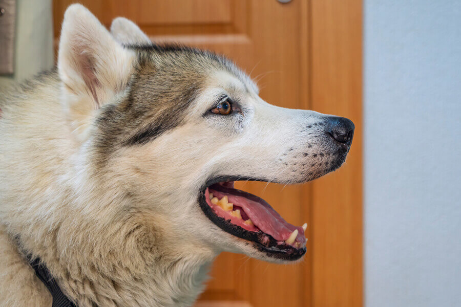 犬の鼻づまりの原因は歯周病 犬の鼻水 鼻づまりの考えられる原因や対処法について わんこラボ