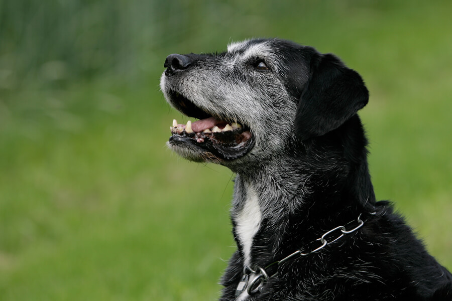 老犬の尻尾が上がらなくなる原因は 犬の老化現象と病気のサイン わんこラボ