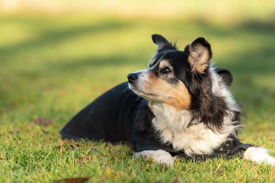 老犬の尻尾が上がらなくなる原因は 犬の老化現象と病気のサイン わんこラボ