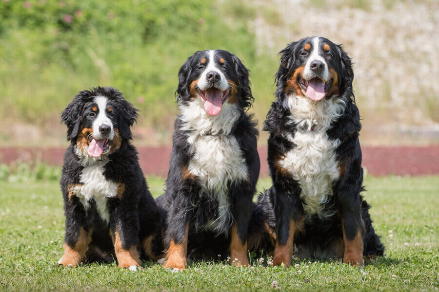 スイスアルプスの4犬種 スイスマウンテンドッグ の違いや共通点 わんこラボ